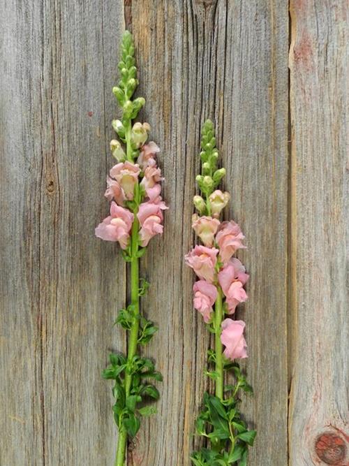 PINK SNAPDRAGONS